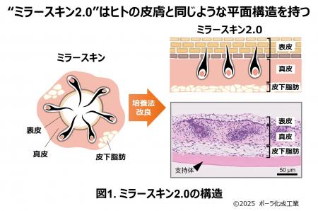 ミラースキン(TM)を進化させ、より本物に近い皮膚構造 ミラースキン(TM)を進化させ、より本物に近い皮膚構造