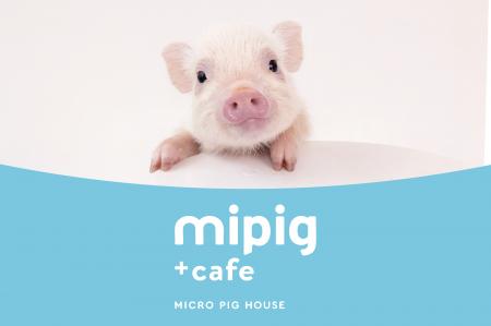 累計20店舗目!マイクロブタカフェ『mipig cafe』横浜 累計20店舗目!マイクロブタカフェ『mipig cafe』横浜