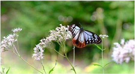 秋を連れてくる“渡り蝶”「アサギマダラ」が六甲utf-8