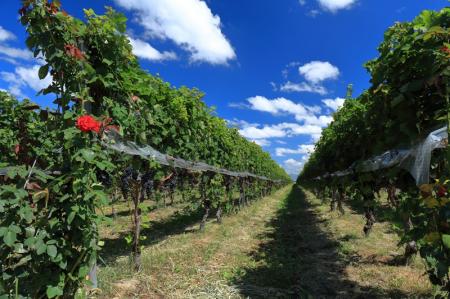 【初開催！信州塩尻ワインフェア】名古屋市で塩utf-8