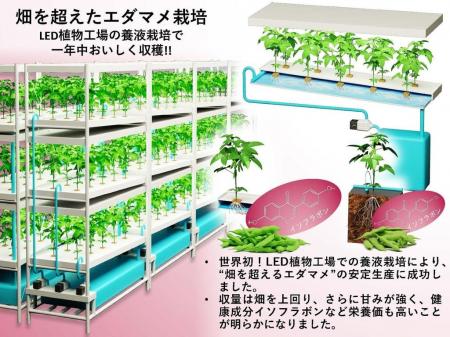 畑を超えたエダマメ栽培 ― LED植物工場の養液栽utf-8