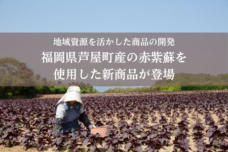 「もったいない」が、宝物になった。福岡・芦屋町の赤 「もったいない」が、宝物になった。福岡・芦屋町の赤
