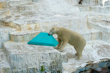 ホッキョクグマ・ホウちゃん、氷の遊具に夢中　大阪ト
