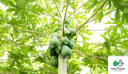 パパイア王子、青パパイヤの総合ブランドとして事業を