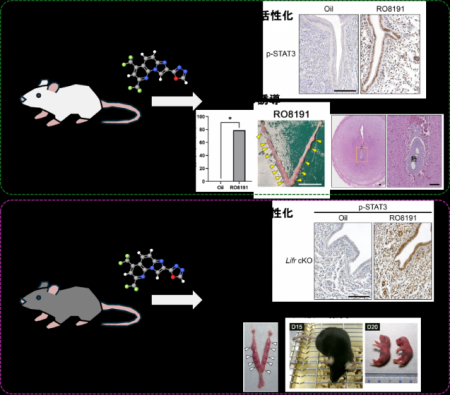 【麻布大学】受精卵（胚）の着床を誘導する効果utf-8