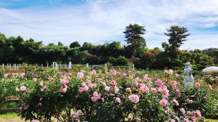 色鮮やかな秋ばらの共演 「生田緑地ばら苑」秋の一般 色鮮やかな秋ばらの共演 「生田緑地ばら苑」秋の一般