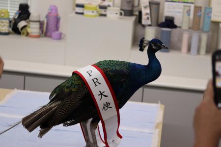 ピーコック魔法瓶、京都大学孔雀同好会会長の「サカタ ピーコック魔法瓶、京都大学孔雀同好会会長の「サカタ