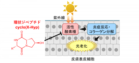 コラーゲン由来環状ジペプチド「cyclo(X-Hyp)」の高い