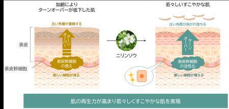 「ニリンソウ」が肌の再生力を高め若々しい状態utf-8