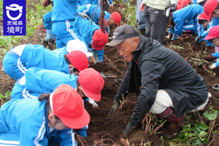 ≪茨城県境町≫境町内小学生農業体験 特産干し芋用いも