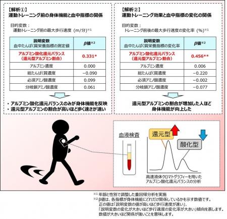 血中アルブミン酸化還元バランスが中高年齢者における