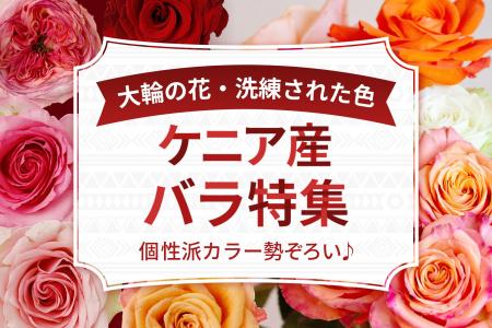 ケニア産バラ特集9月26日～スタート！｜花の卸通販フ