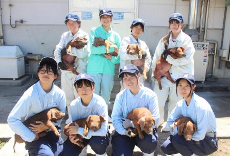 熊本市の高校生開発のブランド豚「くまもとの赤ぶた」