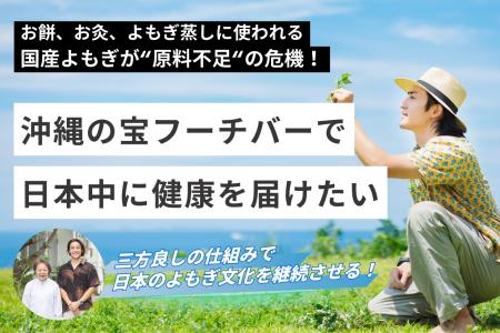 国産よもぎ不足が深刻化！沖縄「フーチバー」で解決へ