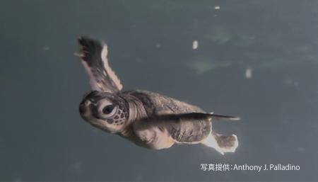 【ホテル日航アリビラ】約10年ぶりにウミガメの孵化を