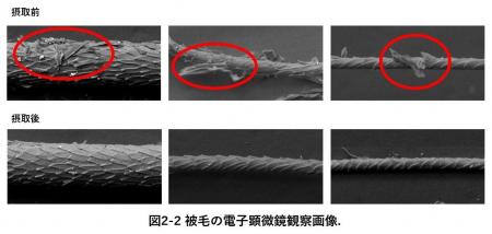 魚肉ペプチドの摂取による犬の食いつき、毛並み改善と
