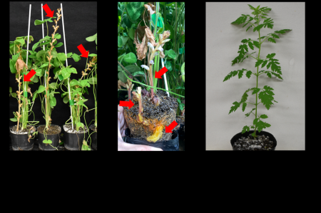根寄生雑草が宿主植物由来の発芽シグナル分子を自ら生