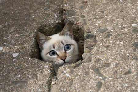 写真家 五十嵐 健太の飛び猫10周年記念「島猫そutf-8