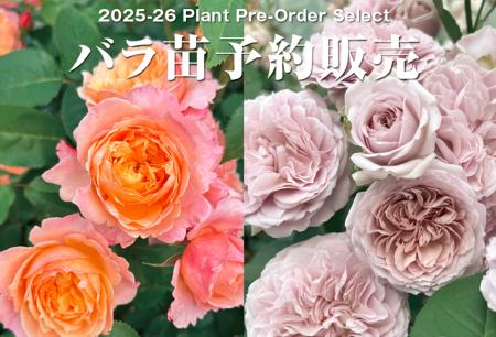 あなたのお庭にぴったりのバラがきっと見つかる！約50