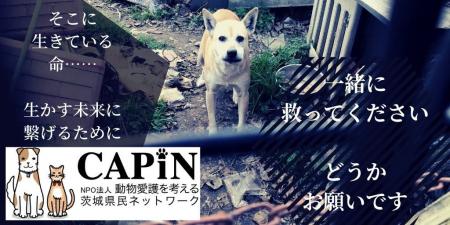 CAPIN、寄付アプリ「GOJO」動物愛護週間キャンペーン