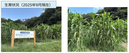 成田空港でSAFの”千産千消”に向けた取り組みを行いま