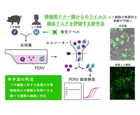 【摂南大学】移植用ドナー豚からのウイルス感染リスク
