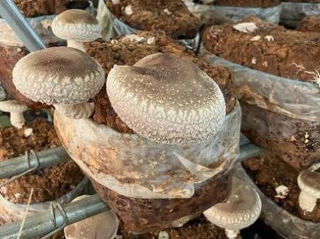 秋の生しいたけ、まもなく旬入り　価格は安定