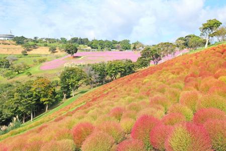 秋景色！マザー牧場のコキアが10月の3連休に紅葉ピー
