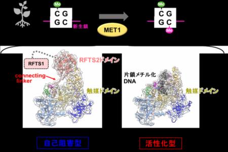 【横浜市立大学】植物DNAメチル化酵素MET1の働きutf-8