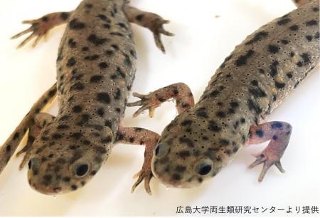 【玉川大学農学部生産農学科 共同研究成果】ヒトutf-8