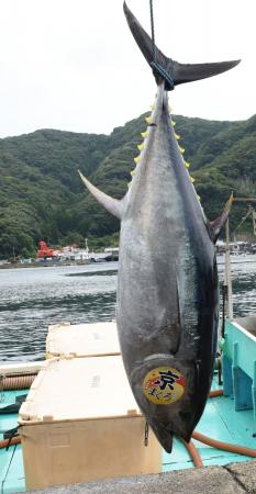 京都府内で唯一のクロマグロ養殖！短期養殖で天然と養