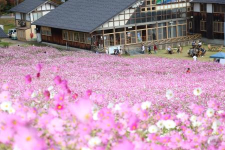 【富山県砺波市】本日スタート！100万本のコスモスが