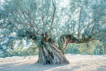 「SETOUCHI オリーブリトリート号」予約開始