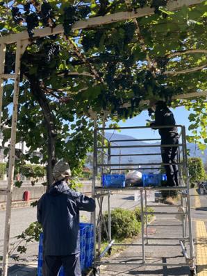 【ワインが楽しみだわいん！】今年は一緒に！塩utf-8