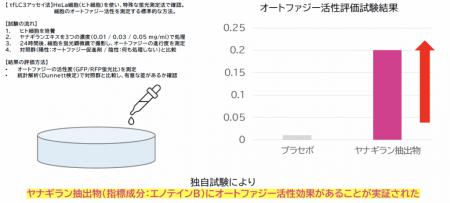 北の森のハーブ「ヤナギラン」のオートファジー活性機