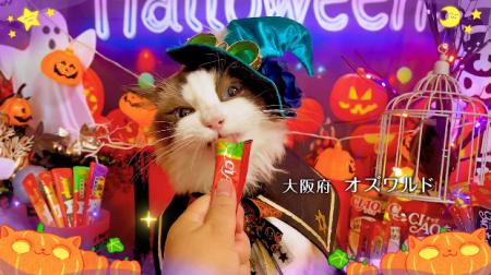 いなばペットフード　「ちゅ～る」ハロウィンTVCM動画