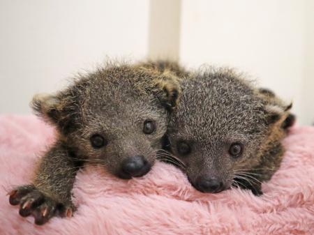 屋内型ふれあい動物園「アニタッチ MARK IS 静岡」で2