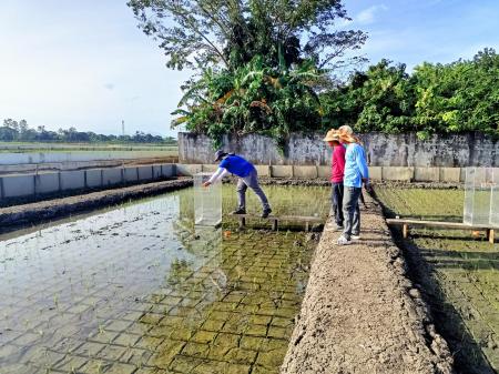 収量を維持しながらCO2e排出量を30％削減：BASF、グロ