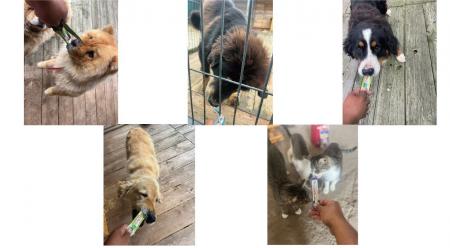 いなばペットフード　ウクライナ犬猫シェルターに第4