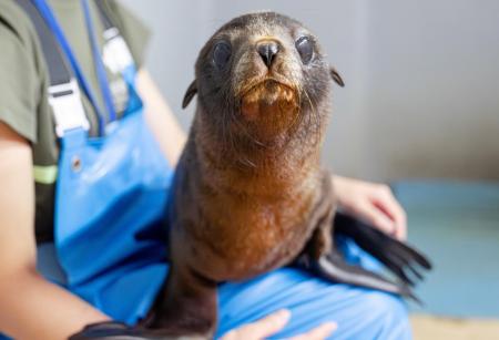 【京都水族館】ミナミアメリカオットセイの赤ちutf-8