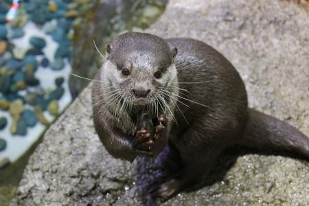 【マクセル アクアパーク品川】食欲の秋にちなみ、カ
