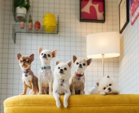 【愛犬と旅する全ての方必見】宮城・日本三景松島に初