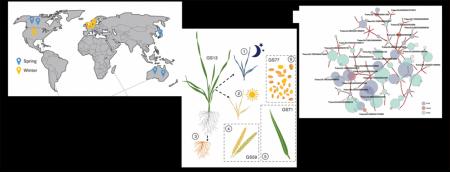 【横浜市立大学】遺伝子カタログ化によるコムギutf-8