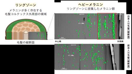 ヘアカラーの色にとって重要な毛髪領域を発見 日本人