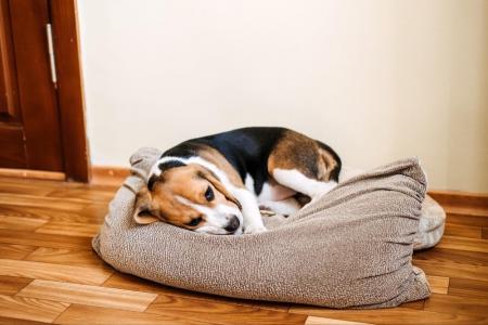 犬がしゃっくりする原因とは？しゃっくりをするタイミ