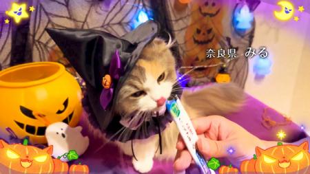 いなばペットフード　「ちゅ～る」ハロウィンTVCM動画
