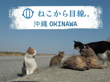人と猫が共生できる沖縄に貢献したい！世界で一utf-8