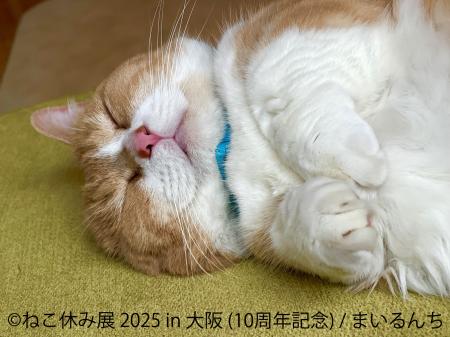 10周年記念 猫の祭典＆最新ミニチュア作品が大阪utf-8