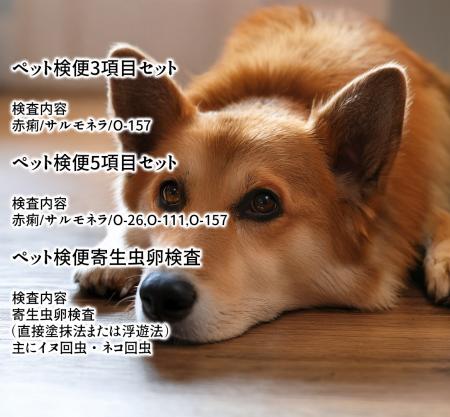 自宅で簡単にペットの健康チェック「ペット検便utf-8
