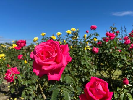 秋バラが見頃を迎えました（国営越後丘陵公園）